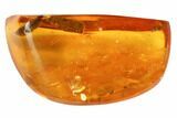 mm Caddisfly Larval Case With Larva In Baltic Amber #123420-2